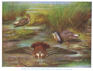 Ruff exibindo a um Reeve, ilustração de &39;British Birds&39; por Kirkman und Jourdain, 1966